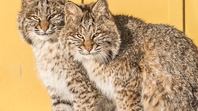 can you own a bobcat