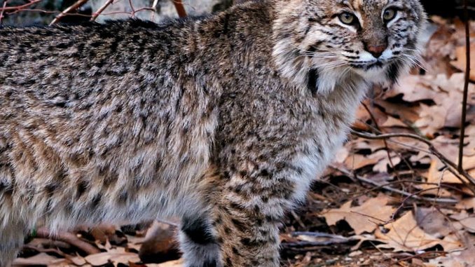 what biome do bobcats live in