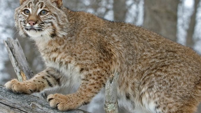what does a bobcat sound like