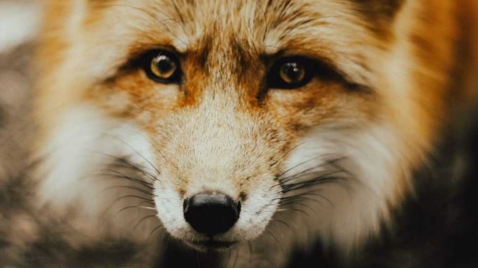 bobcat vs fox