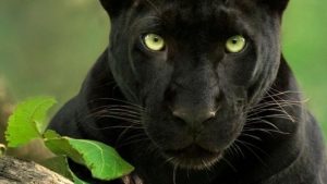bobcat vs panther