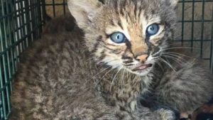 can a bobcat mate with a house cat