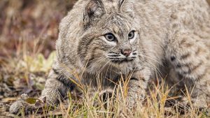 can you kill a bobcat on your property