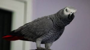 do african grey parrots make good pets