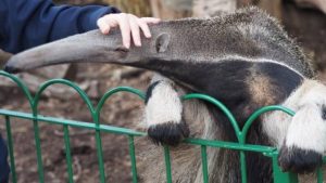 do anteaters make good pets