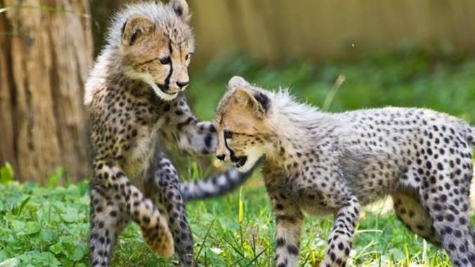 do cheetahs make good pets