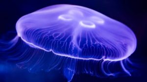 do jellyfish make good pets