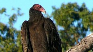 do vultures make good pets