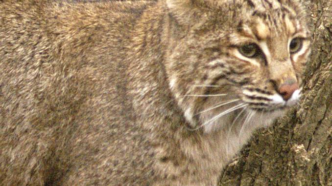 how much do bobcat pelts sell for