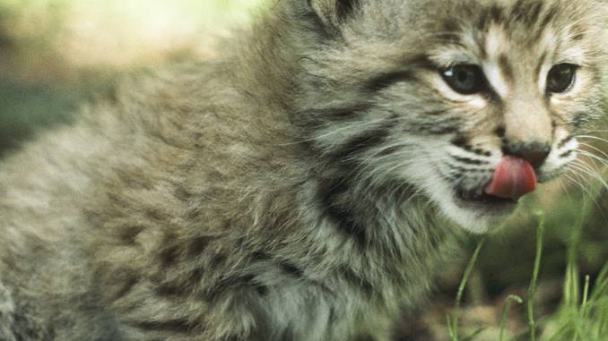 what are bobcat babies called