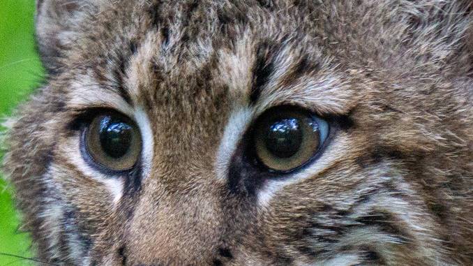 what does it mean to see a bobcat