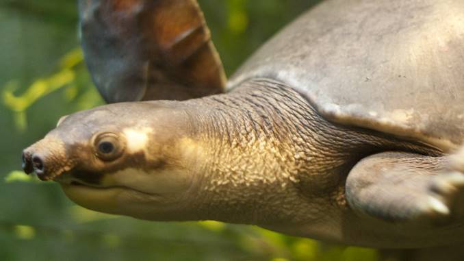 Pig-nose turtle