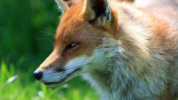 What Should You Do If A Fox Attacks You