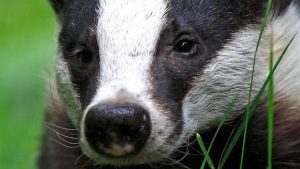 are badgers dangerous