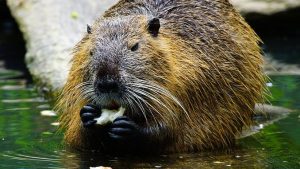 are beavers dangerous