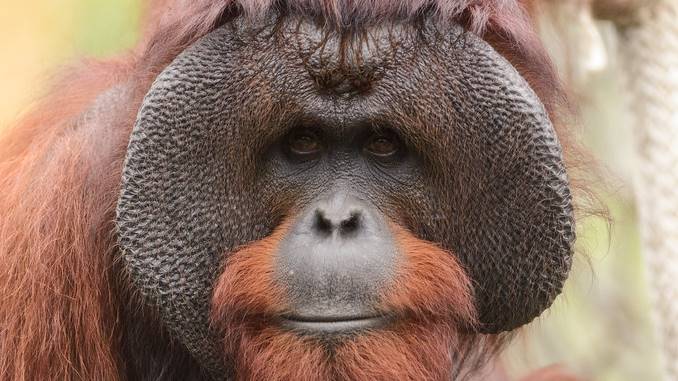 are orangutans dangerous