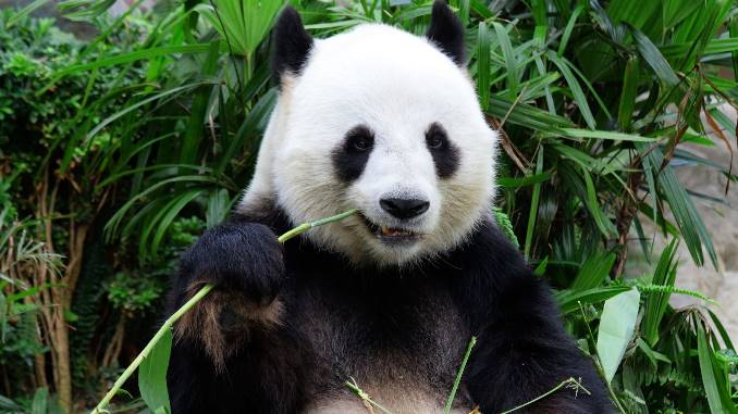are pandas dangerous