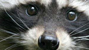 bobcat vs raccoon