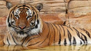 bobcat vs tiger