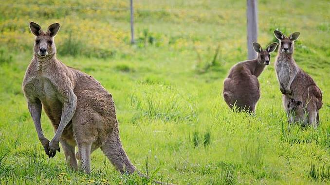 kangaroos might be dangerous