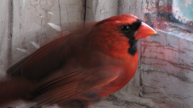 A cardinal
