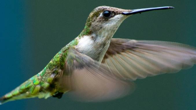 What Does A Hummingbird Mean In Different Cultures