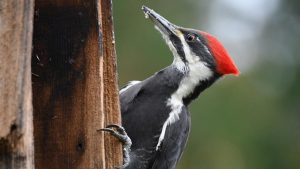 What Does It Mean To See A Woodpecker