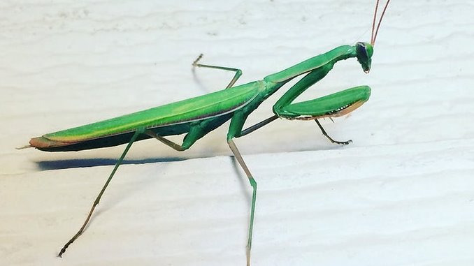 a mantis