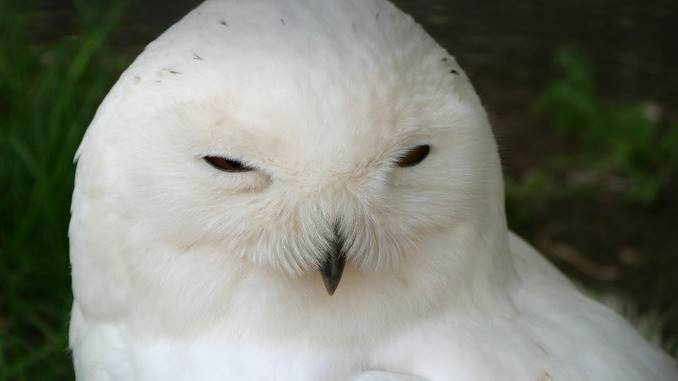 a white owl