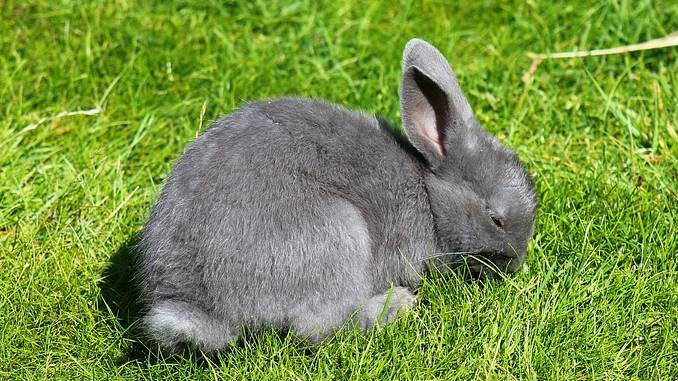 grey rabbit