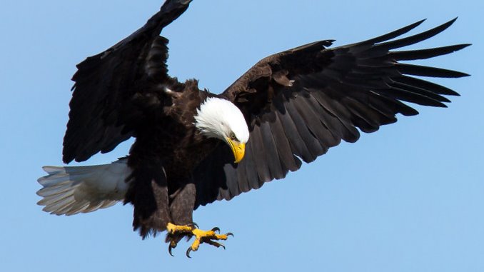 what does it mean to see a bald eagle