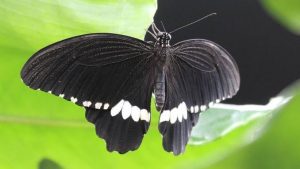 what does it mean to see a black butterfly