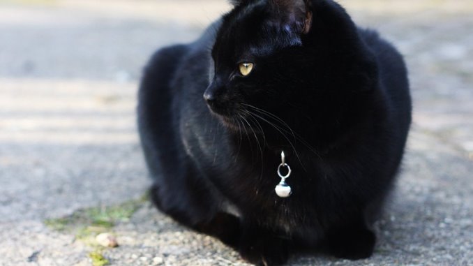 what does it mean to see a black cat