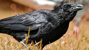 what does it mean to see a crow