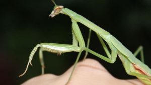 what does it mean to see a praying mantis