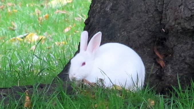 what does it mean to see a rabbit