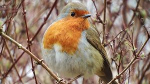 what does it mean to see a red robin