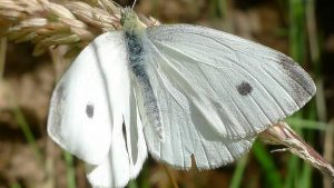 what does it mean to see a white butterfly