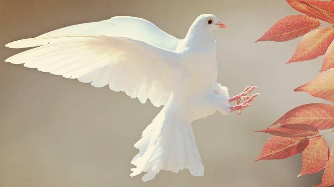 what does it mean to see a white dove