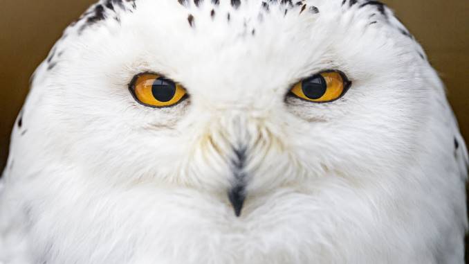 what does it mean to see a white owl