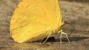 what does it mean to see a yellow butterfly