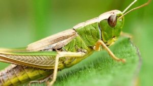 what eats grasshoppers